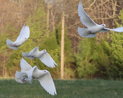 Private Dove Release in Joelton