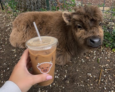 Cow Cuddling & Coffee in Dresher