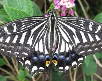 The Maui Butterfly Farm Tour