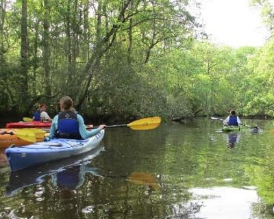2-Hour Wambaw Creek Blackwater Kayak Tour