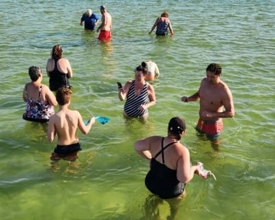 Dolphin Watching & Sandbar Cruise in Bradenton