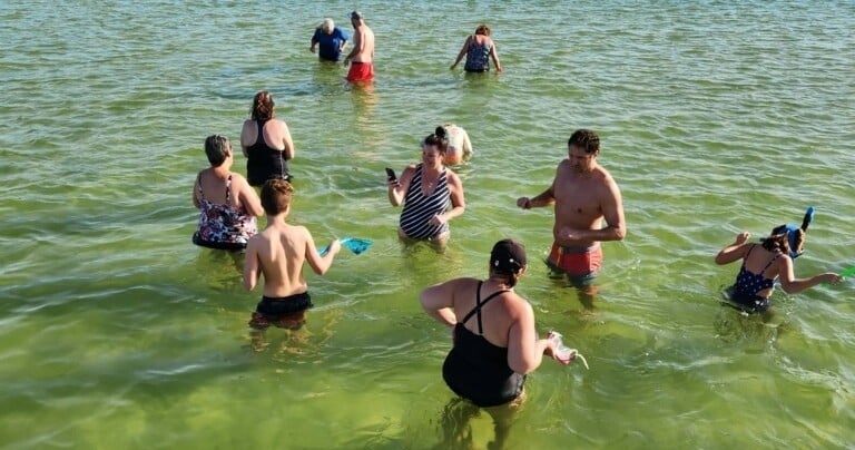Dolphin Watching & Sandbar Cruise in Bradenton
