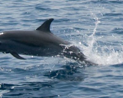 Nags Head Dolphin Watch Cruise
