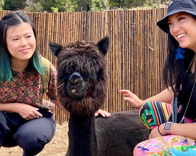 Alpaca Feeding Farm Tour in Makawao