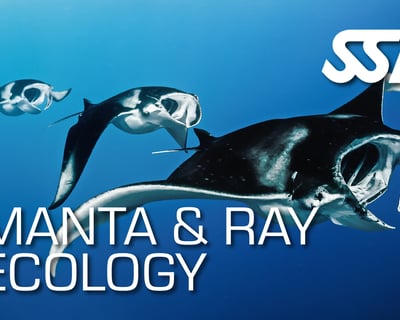 Manta & Ray Ecology Course in Ramrod Key