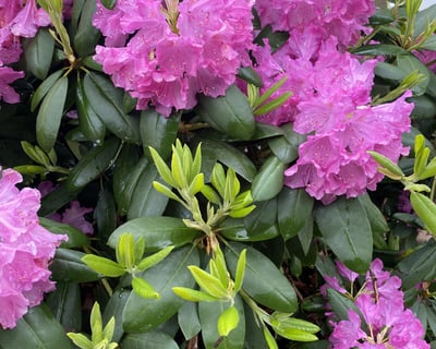 Explore Kennebunkport Historic District Gardens Walk