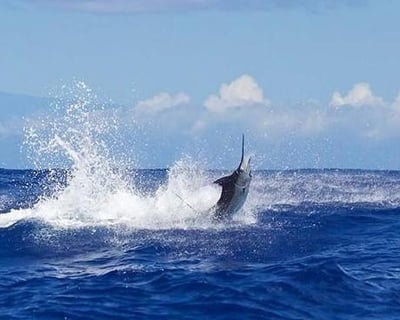 Kauai Fishing Charter With 4- to 8-Hour Options