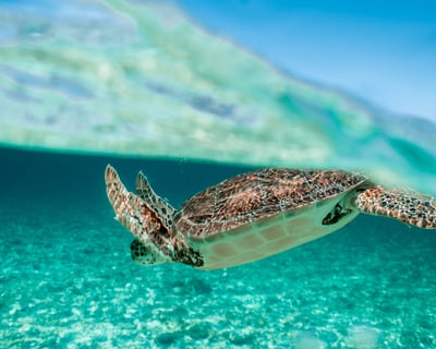 30-Minute Sea Turtle Documentary in Juno Beach