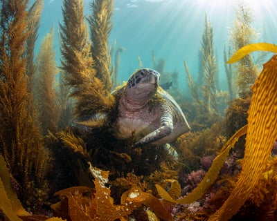 6-Hour Snorkel Safari in San Diego