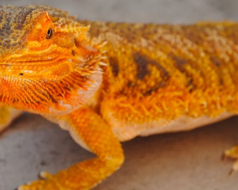 Reptile & Creepy Crawly Encounter in Finksburg, MD