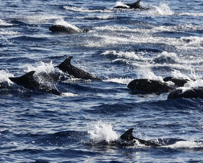 Waianae Whale Watching & Dolphin Tour (6 Hours)