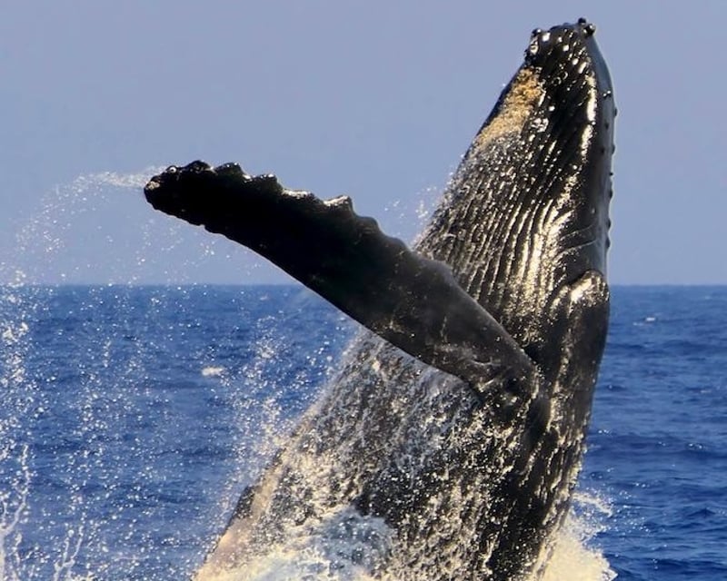 Whale Watch Dinner Cruise from Ka'anapali Beach