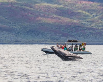 Eco-Raft Eye-Level Whale Watch Tour