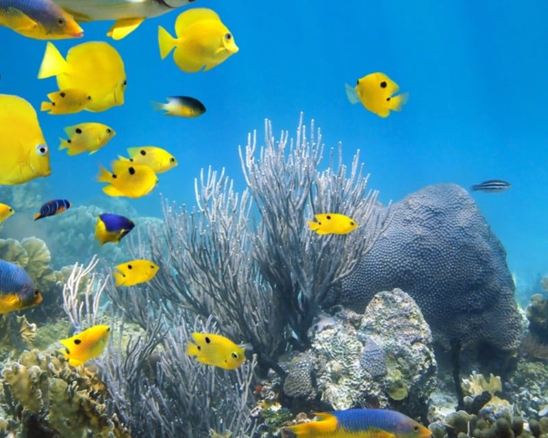 Private Key West Reef Snorkeling & Sandbar Charter
