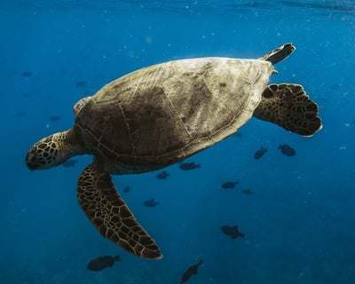 Turtle Canyon Snorkel Adventure in Waikiki