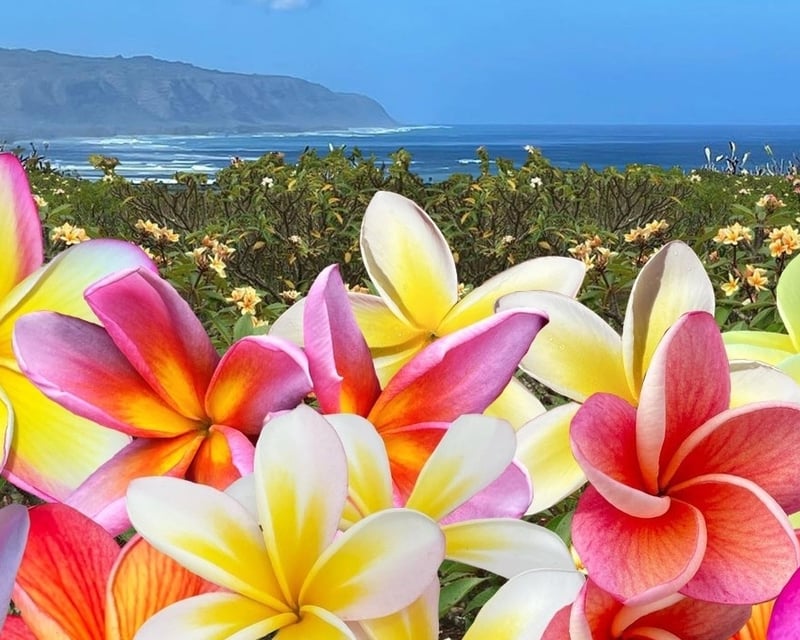 Rare Hybrid Plumeria Farm Tour in Haleiwa