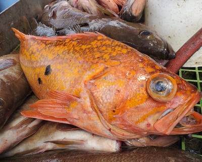 5-Hour Rock Fishing Charter in Charleston