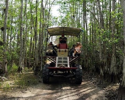 Guided Elevated Swamp Buggy Tour of Big Cypress