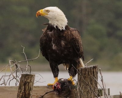 Birdwatching Boat Tour of Chincoteague
