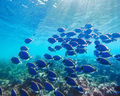 Haleiwa Snorkeling & Sailing Tour, North Shore