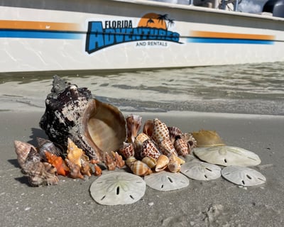 Marco Island Shelling Tour to Kice Island