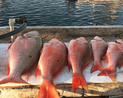 Key West Snapper & Grouper Fishing Trip