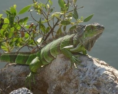 Cruise Key Largo on a Private Everglades Tour