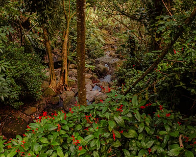 El Yunque Night Rainforest Tour