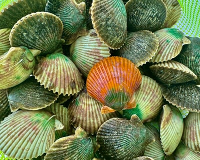 Crystal River Scalloping Adventure