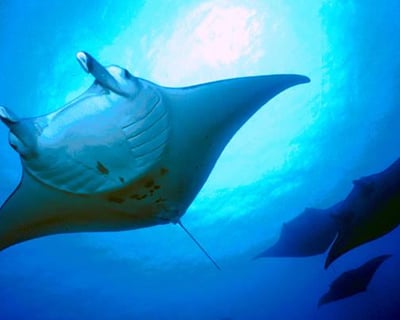 Sunset Sail and Manta Ray Snorkel