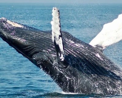 West Maui Whale Watch or Wildlife Kayak Tour