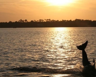 Sunset & Dolphin Watching Cruise in Dauphin Island