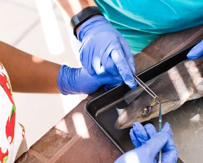 2-Hour Shark Dissection in St Helena