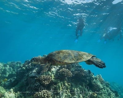 Waimea Snorkeling: Dolphins & Sea Turtles