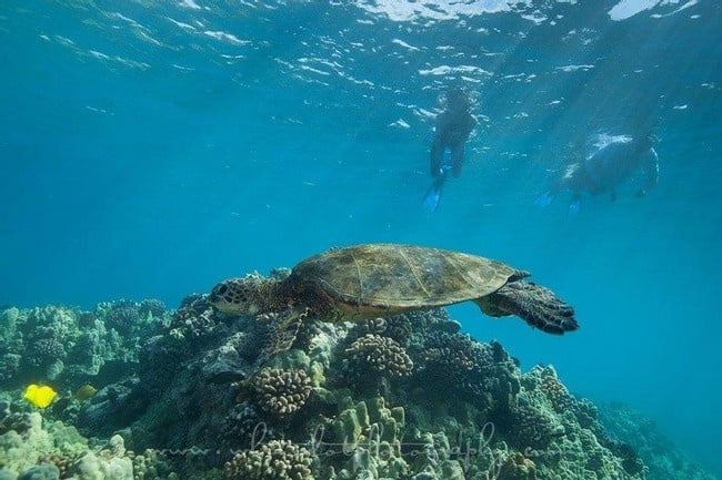 Waimea Snorkeling: Dolphins & Sea Turtles