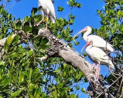 Private Guided Mangrove Kayak Tour in the Florida Keys