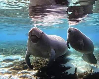 Manatee Kayak Tour in Homosassa