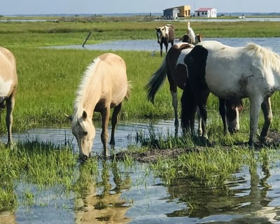 Private Pony Cruise in Chincoteague