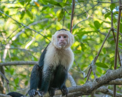 15-Minute Primate Encounter in Cottageville