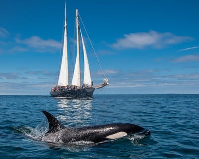 San Diego Whale Watching Tour on 138ft Yacht