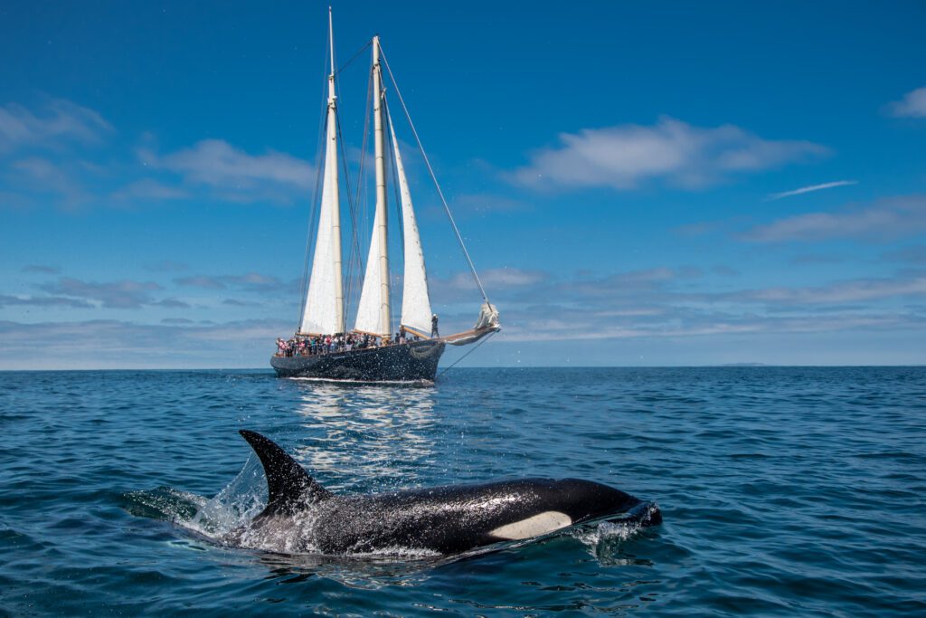 San Diego Whale Watching Tour on 138ft Yacht