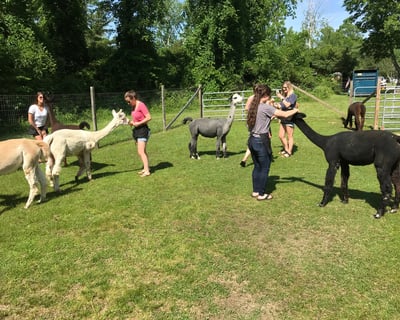 Private Alpaca Farm Tour