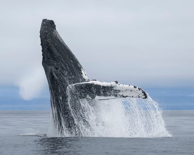 Santa Barbara Whale Watching Cruise
