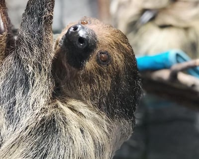 Sylmar 90-Minute Guided Animal Encounter Tour