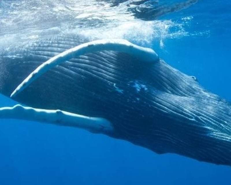 Whale Watching Cruise From Ka'anapali Beach