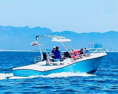 Guided Whale & Dolphin Tour in Oxnard