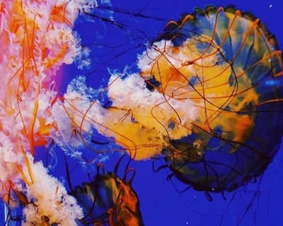 5-Hour Marine Biologist Workshop in Denver