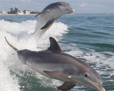 2-Hour Dolphin Boat Cruise in Sanibel