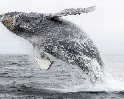 2.5-Hour Avila Beach Whale Watching Tour