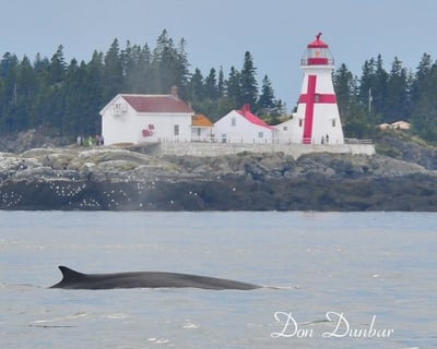2.5-Hour Eastport Whale Watching Cruise